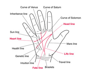 Palmistry. Value lines on the human hand. Vector illustration of a human hand with lines.