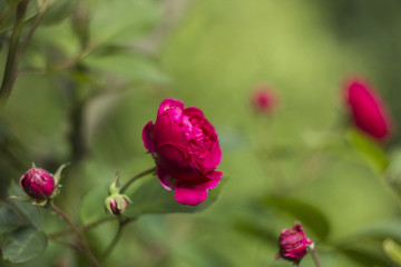 Pink  vivid roses flowers with buds in garden