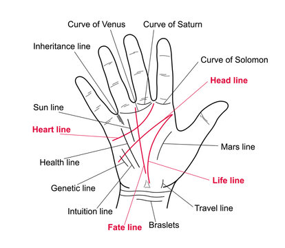 Palmistry. Value lines on the human hand. Vector illustration of a human hand with lines.