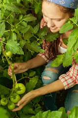 Obraz premium young girl caring for tomatoes