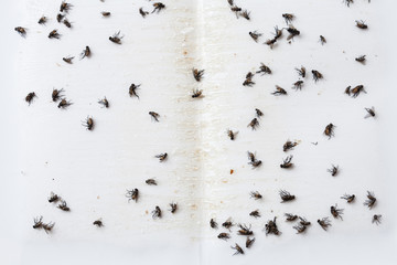 Flies caught on white sticky fly paper trap