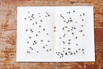 Flies caught on white sticky fly paper trap
