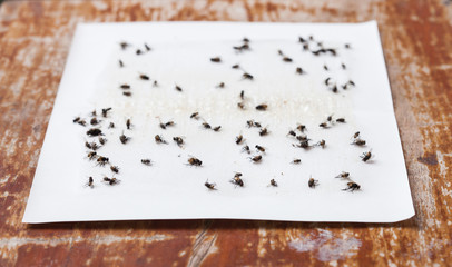 Flies caught on white sticky fly paper trap