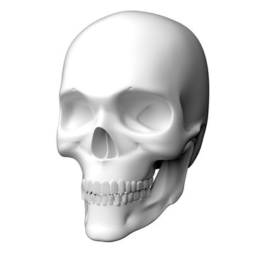  真っ白な人間の頭蓋骨の3Dレンダリング画像