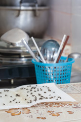 Flies caught on white sticky fly paper trap
