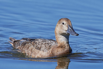 Common pochard (Aythya ferina)