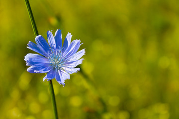 Blue chicory flowers on meadow © olyasolod