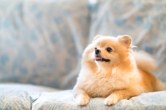 Cute pomeranian dog smiling on the sofa, looking upward to copy space