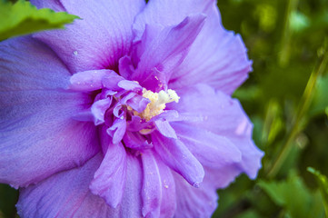Macro Violet Flower on blur background left position
