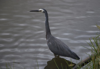 grey and white heron perched on a rock overlooking a lake