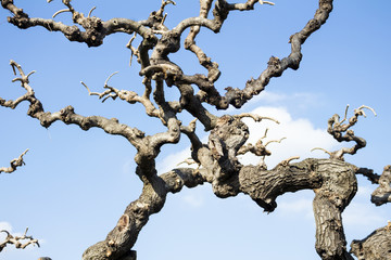 Tree branches and the sun