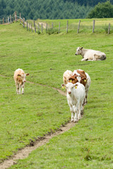 Obraz premium Junges Rind auf einem Pfad auf der Weide