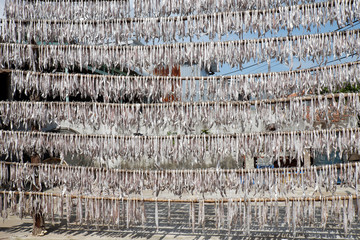 Dried fish Ca Mau fishing village