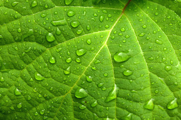 Green leaf and water drops - Powered by Adobe