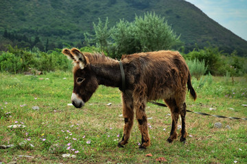 Young donkey in the glassland