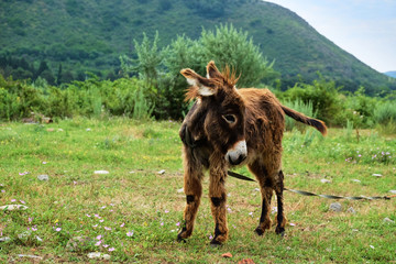 Baby donkey in grass