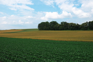  麦畑と大豆畑 