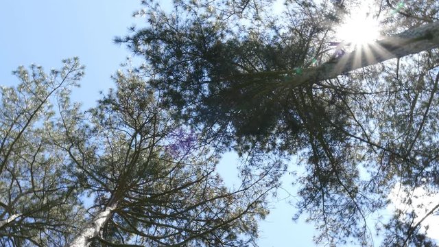 Looking up in crones of trees. Rotating low angle shot
