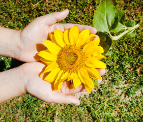 Ripe sunflower in hand.