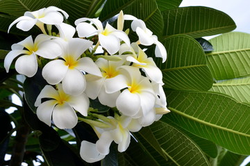 Beautiful plumeria flowers (frangipani) in the garden with copy space for text on right side.