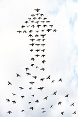 arrow birds