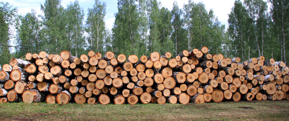 Fototapeta premium Firewood