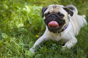 Small puppy pug  on the green grass