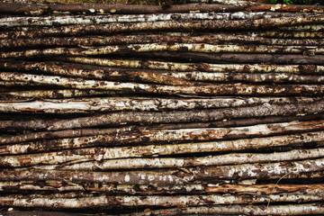 Natural background from old tree