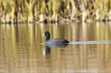 Eurasian Coot (Fulica atra)