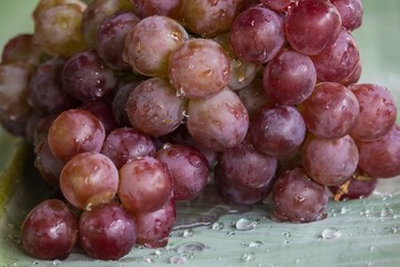 Bunch of red grapes , fresh with water drops isolated on banana leaf background , Close up , Low key photo natural light , Focus sharp specific point