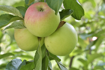 apples on apple tree branch