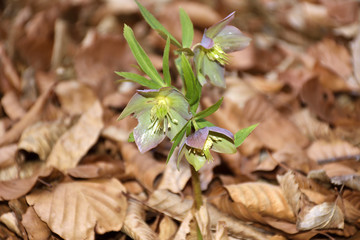 Hellebore (spring flower)