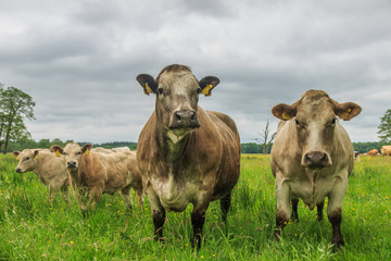 Naklejka na ściany i meble Two curious adult cows and two calves are observing the photographer from a natural meadow with long green grass and dark rain clouds