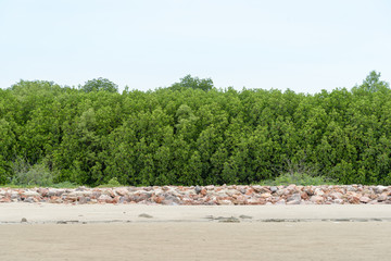 Mangrove forest in sea shore aerial roots at Phetchaburi ,the Gu