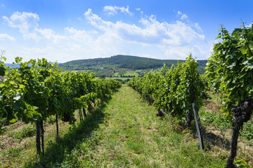 Fototapeta na wymiar Summer landscape of Tokay vineyard