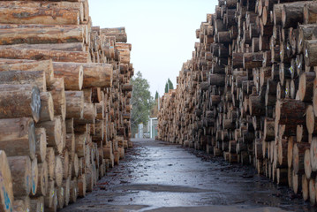 Fototapeta na wymiar Two stack of pine logs