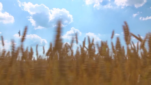 In the field of growing wheat. Panoramic view of yellow field of wheat.