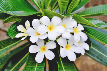 Plumeria