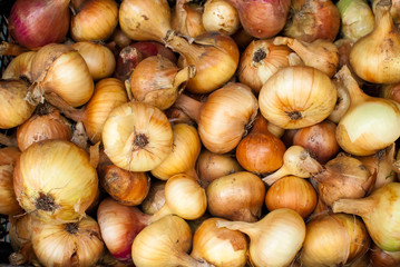 Beautiful large onions. New harvest