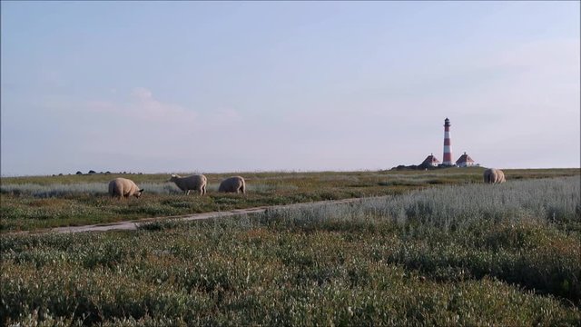 Salzwiesen am Westerhever Leuchtturm