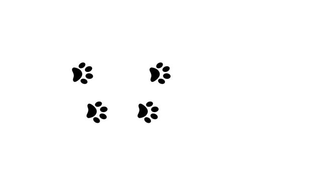 Paw prints animal feet foot footprints pawprints dog cat 4k
