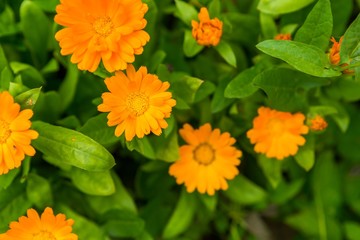Beautiful marigold flowers (calendula)
