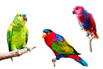Fototapeta na wymiar Different Parrots isolated on white background collection