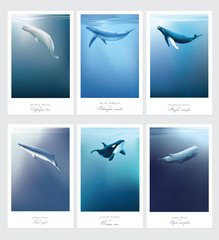 Naklejka premium Beluga, Orca, płetwal błękitny, kaszalot, norek, humbaki morskie