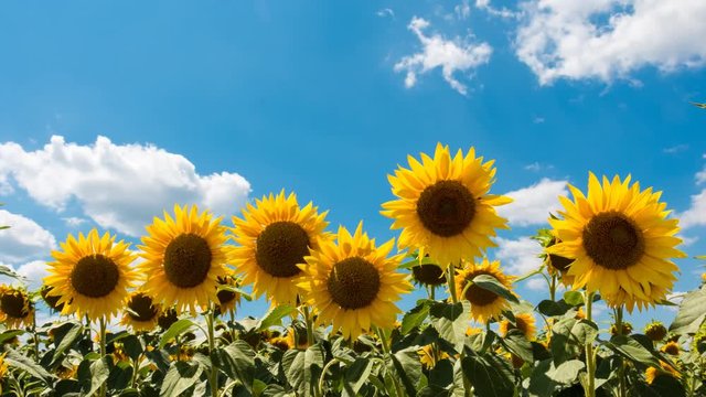 Sunflowers And Blue Sky With Clouds Time Lapse