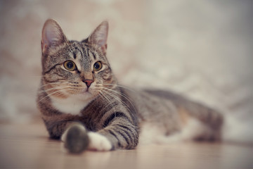 Fototapeta na wymiar Portrait of a striped cat