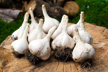 The large head of garlic on the wooden house