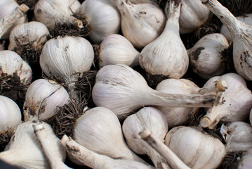 Fresh ripe garlic