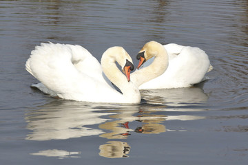 Two swans courting each other