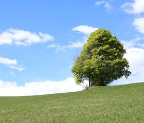 Fototapeta na wymiar isolated tree in the middle of the green meadow in summer
